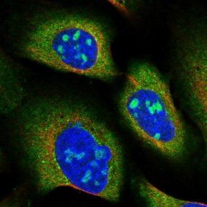 Anti-SNX15 antibody produced in rabbit 