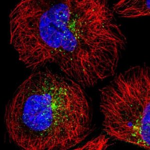 Anti-SNX17 antibody produced in rabbit 