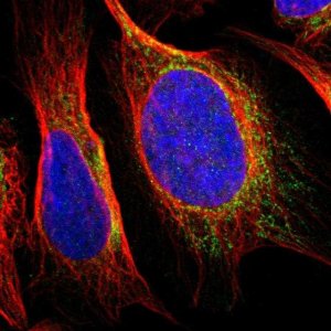 Anti-SNX19 antibody produced in rabbit 