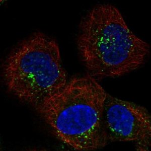 Anti-SNX2 antibody produced in rabbit 
