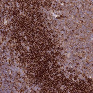 Anti-SNX21 antibody produced in rabbit 