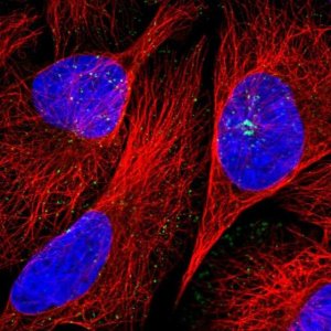 Anti-SNX21 antibody produced in rabbit 