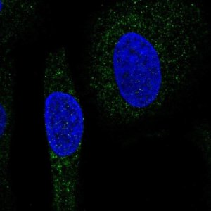 Anti-SNX24 antibody produced in rabbit 