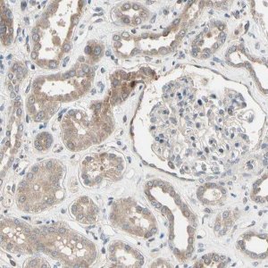 Anti-SNX29 antibody produced in rabbit 