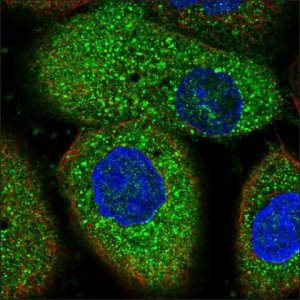 Anti-SNX3 antibody produced in rabbit HPA028638-100UL