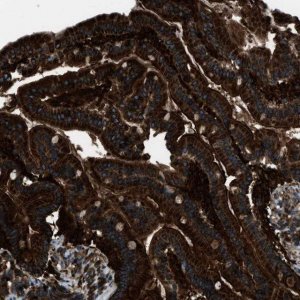 Anti-SNX30 antibody produced in rabbit 