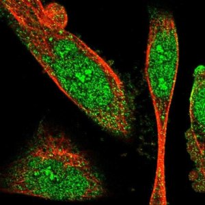 Anti-SNX30 antibody produced in rabbit 