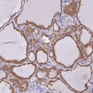 Anti-SNX5 antibody produced in rabbit 