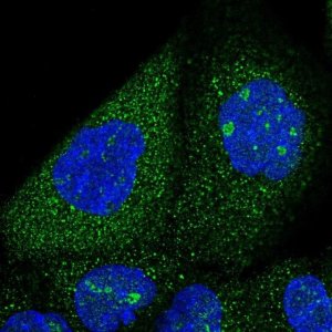 Anti-SNX7 antibody produced in rabbit 