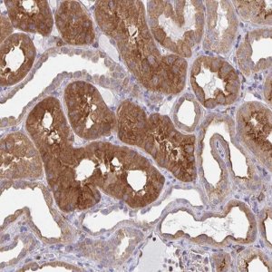 Anti-SNX8 antibody produced in rabbit 