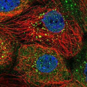 Anti-SNX8 antibody produced in rabbit 