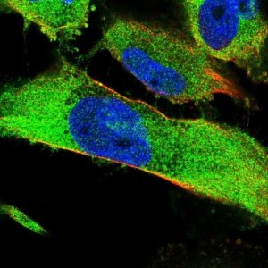 Anti-SNX9 antibody produced in rabbit 