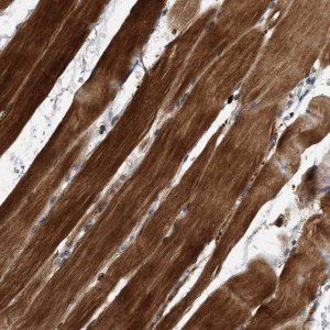Anti-SOBP antibody produced in rabbit 