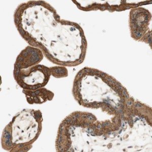 Anti-SPINT2 antibody produced in rabbit 