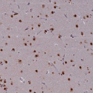Anti-Spire1 antibody produced in rabbit 
