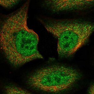 Anti-Spire1 antibody produced in rabbit 