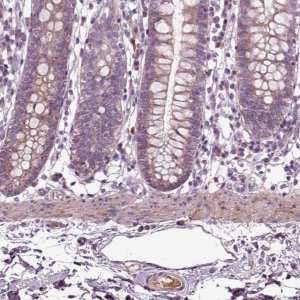 Anti-SPON1 antibody produced in rabbit 
