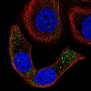 Anti-SPON2 antibody produced in rabbit 