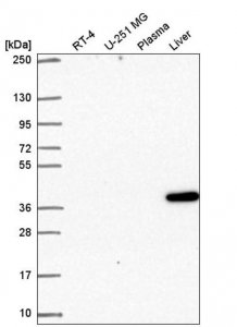 Anti-SPON2 antibody produced in rabbit 