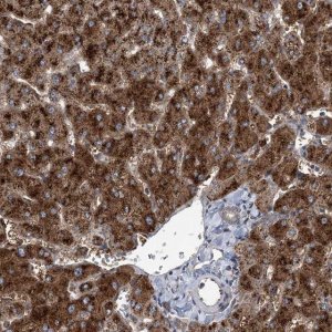Anti-SPOPL antibody produced in rabbit 