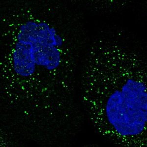 Anti-SPOPL antibody produced in rabbit 