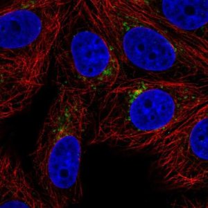 Anti-SPPL2A antibody produced in rabbit 