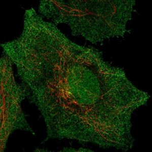 Anti-SPPL2B antibody produced in rabbit 