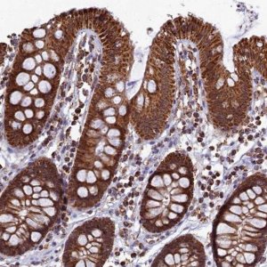 Anti-SPR antibody produced in rabbit 