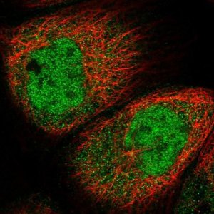 Anti-SPR antibody produced in rabbit 