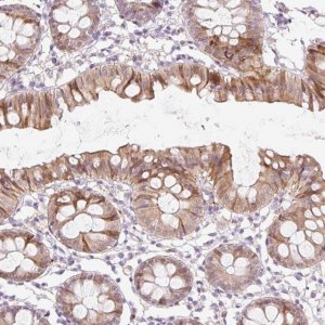 Anti-SPRYD4 antibody produced in rabbit HPA053469-100UL