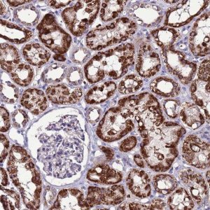 Anti-SPSB3 antibody produced in rabbit 