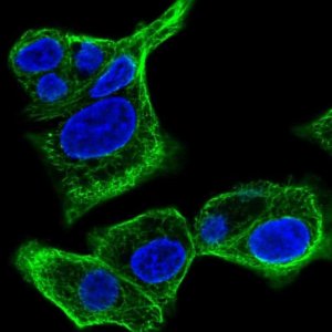 Anti-SPTLC3 antibody produced in rabbit 