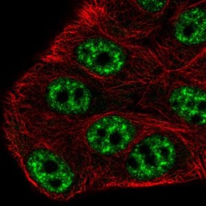 Anti-SPTSSB antibody produced in rabbit 