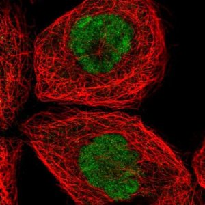 Anti-SPTY2D1 antibody produced in rabbit 