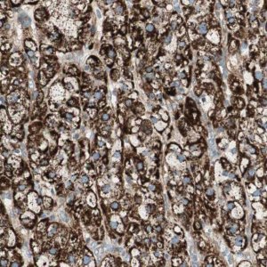 Anti-SRCIN1 antibody produced in rabbit 