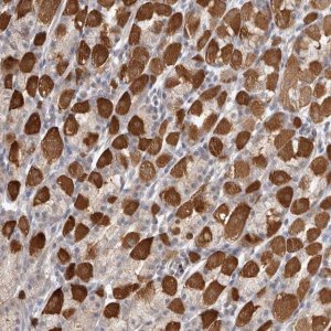 Anti-SRD5A3 antibody produced in rabbit 