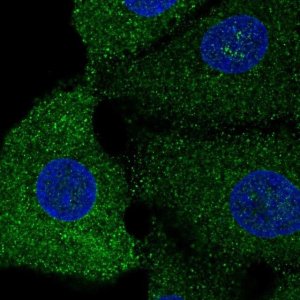 Anti-SREBF1 antibody produced in rabbit 