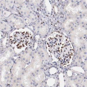 Anti-SRF antibody produced in rabbit 