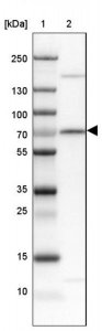 Anti-SRF antibody produced in rabbit 
