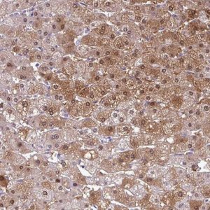 Anti-SRGAP1 antibody produced in rabbit 
