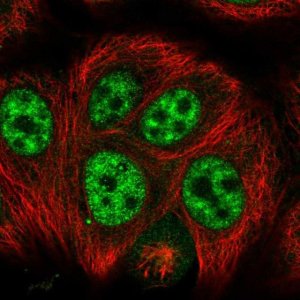 Anti-SRGAP1 antibody produced in rabbit 