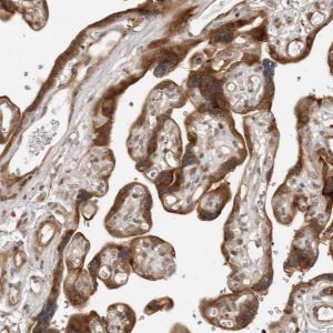 Anti-SRGAP2 antibody produced in rabbit 