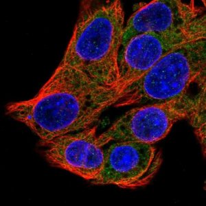 Anti-SRP54 antibody produced in rabbit 