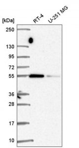 Anti-SRP54 antibody produced in rabbit 