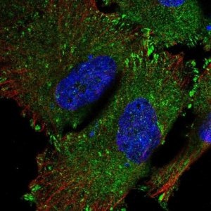 Anti-SRP68 antibody produced in rabbit 
