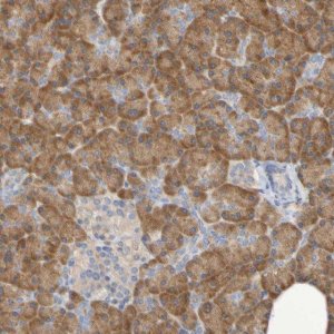 Anti-SRPRB antibody produced in rabbit 