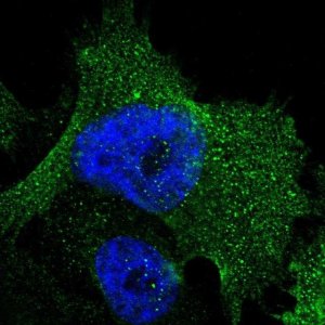 Anti-SRPRB antibody produced in rabbit 