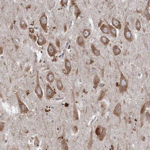 Anti-SRPX2 antibody produced in rabbit HPA038786-100UL