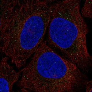 Anti-SRR antibody produced in rabbit 