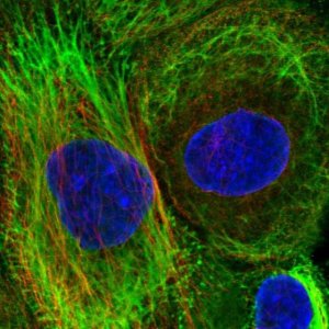 Anti-SRRM3 antibody produced in rabbit 